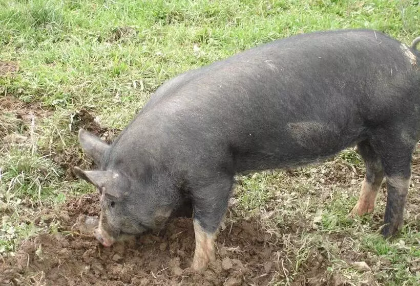 Отель Leworthy Farmhouse Bed And Breakfast