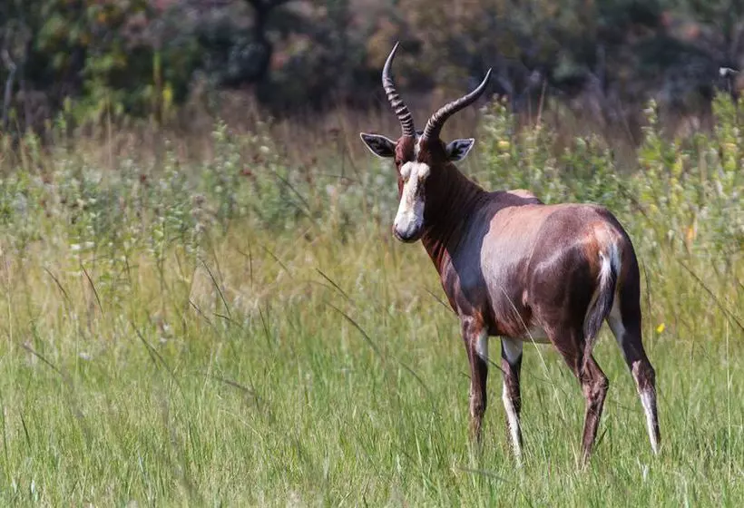 Pension Birdsong Cottages