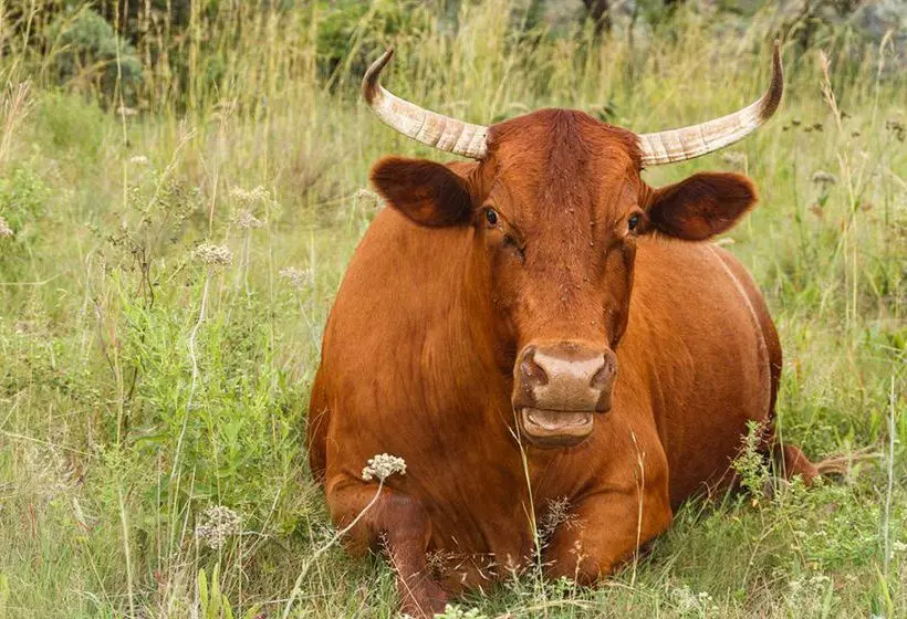 Pension Birdsong Cottages