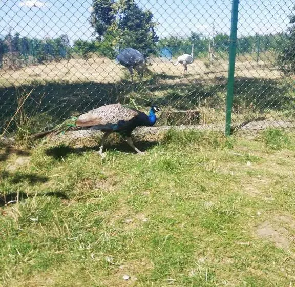 Retkeilymaja Greys Polonia