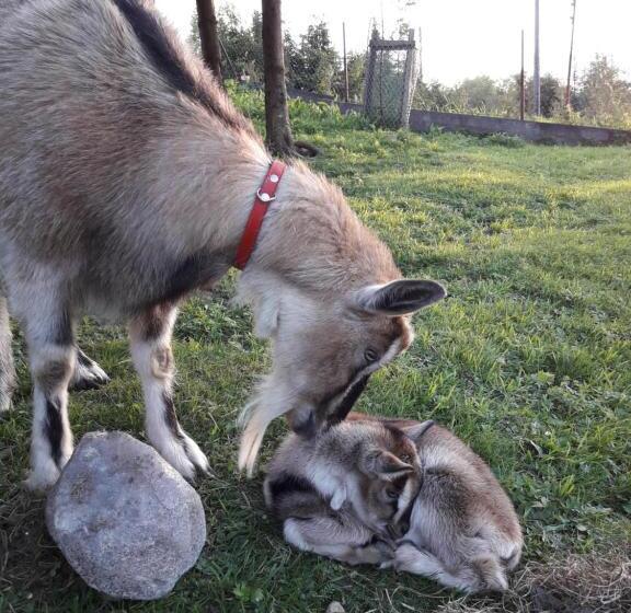 فندق Mala Chatka