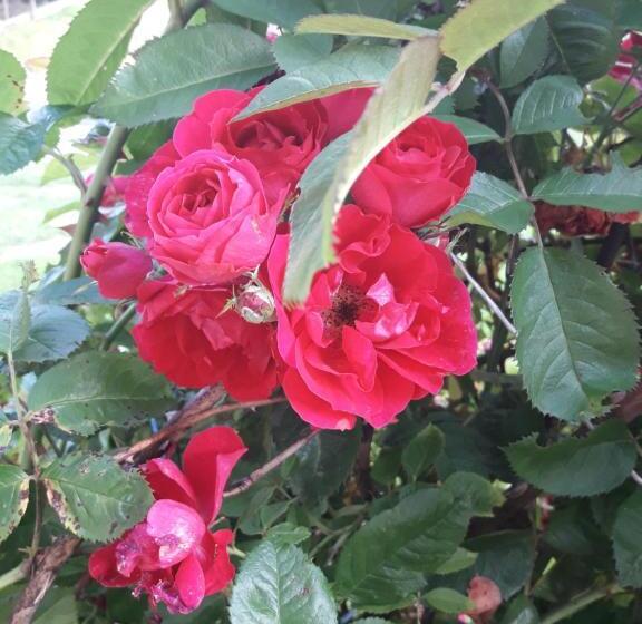 فندق Mala Chatka