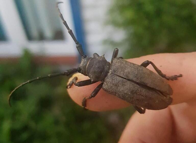 בית מלון כפרי Uroczysko Deresze