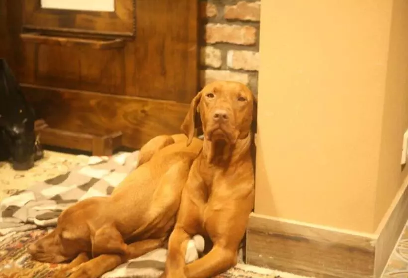 ベッドアンドブレックファースト Olszynowy Dwór