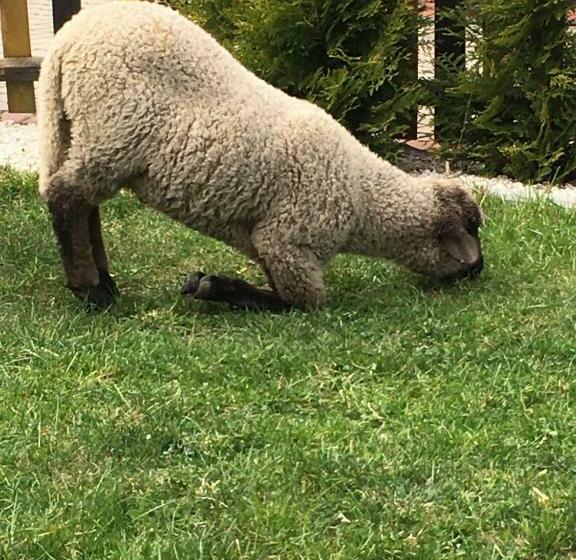 酒店 Krajno Paradise