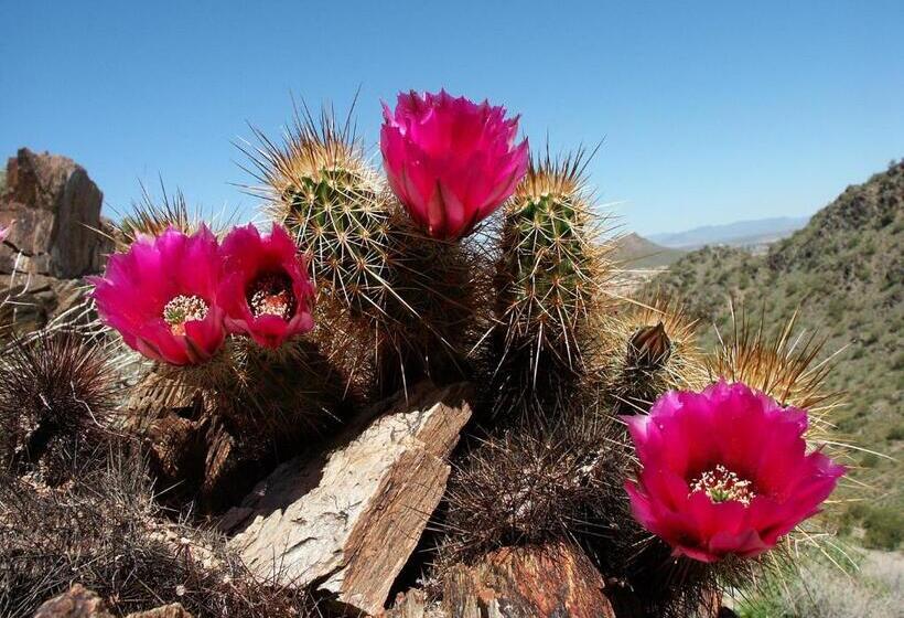 فندق Holiday Inn Express & Suites   Phoenix   Airport North, An Ihg