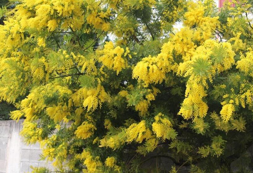 פנסיון Alla Stazione