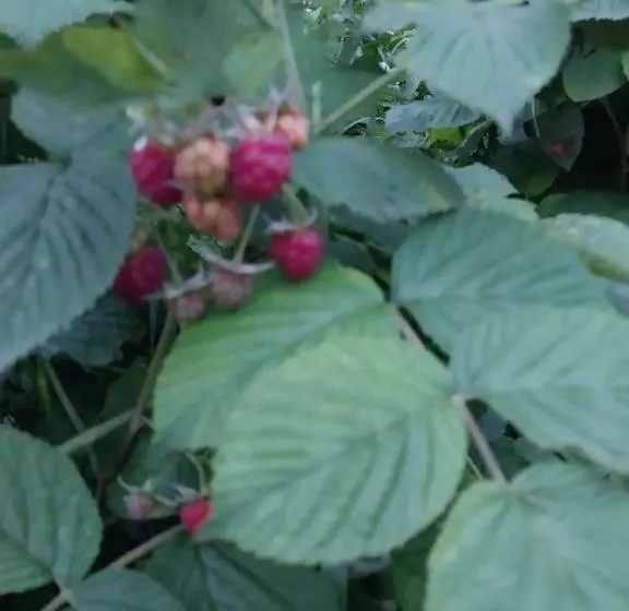 Majatalo Gala Guesthouse