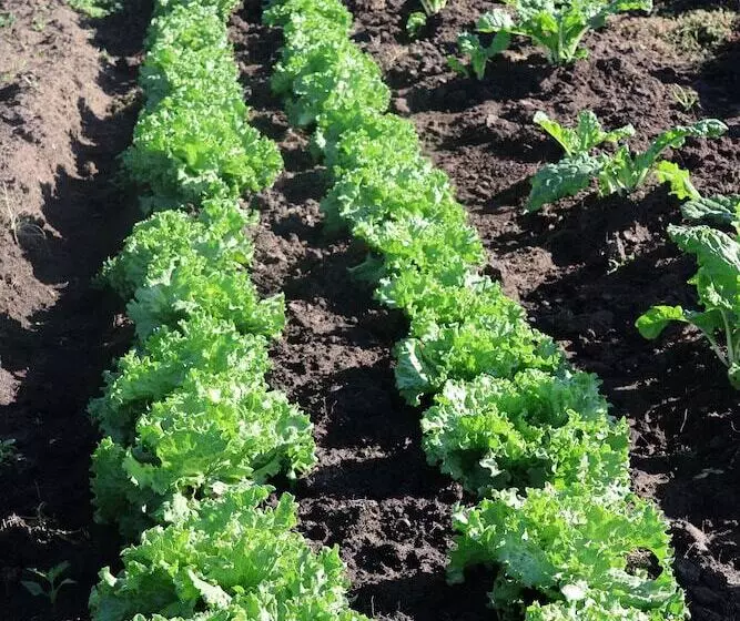 استراحتگاه Mtito Safari Camp