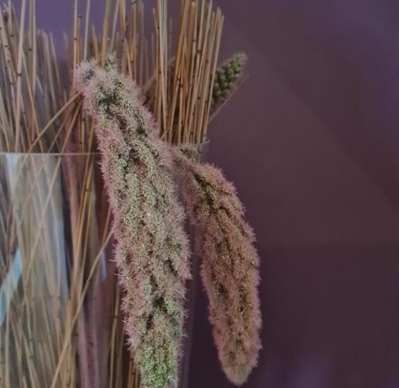 Bed and Breakfast De Wiedenweide