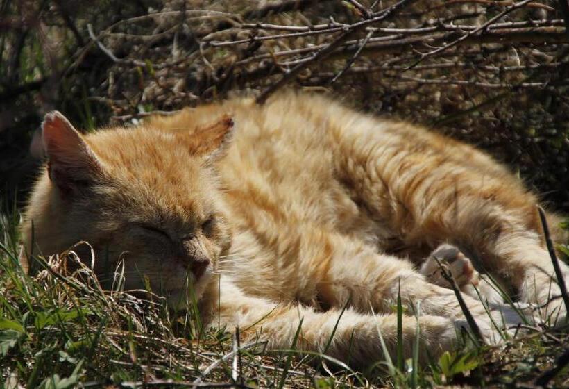 Отель Sonnleit N Zimmer 1