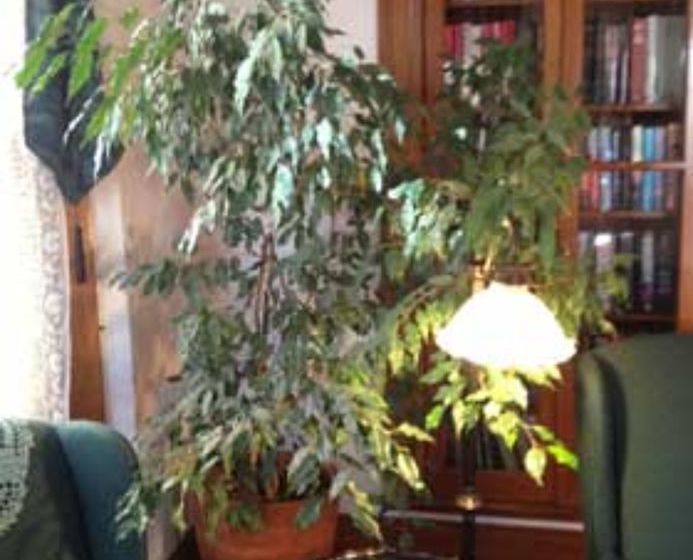 Crescent Lily Inn B&b