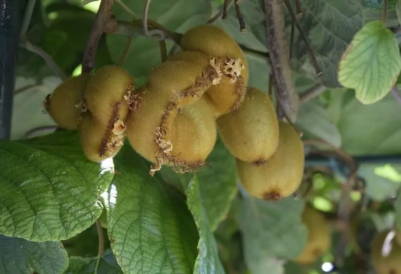 ペンション Jele Rooms