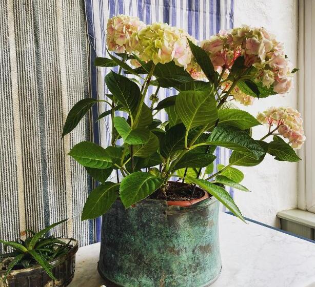 بنسيون St George S