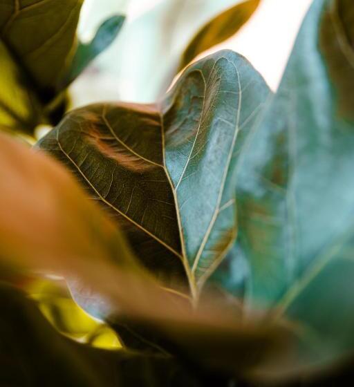 پانسیون Baari The House Of Fusion