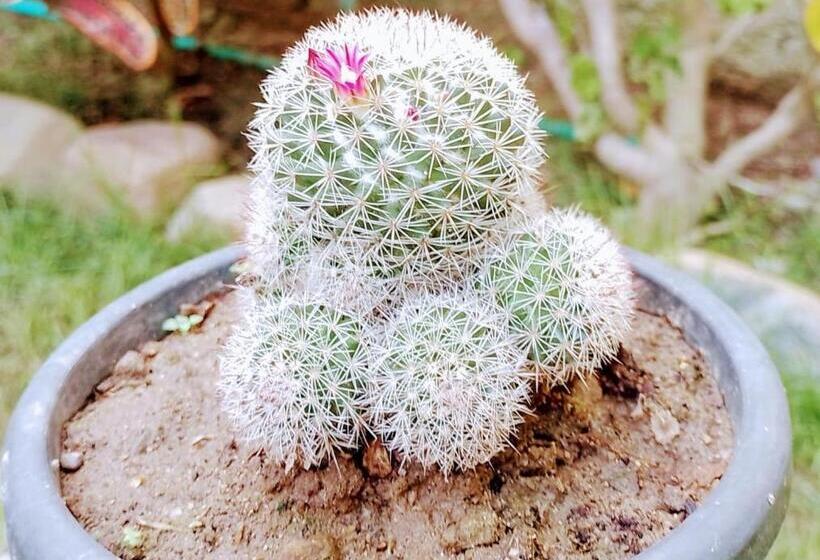 پانسیون Hermoso Palomino