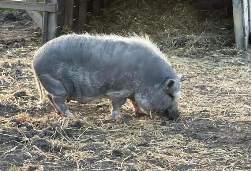 민박 Appelscha Aan De Diek