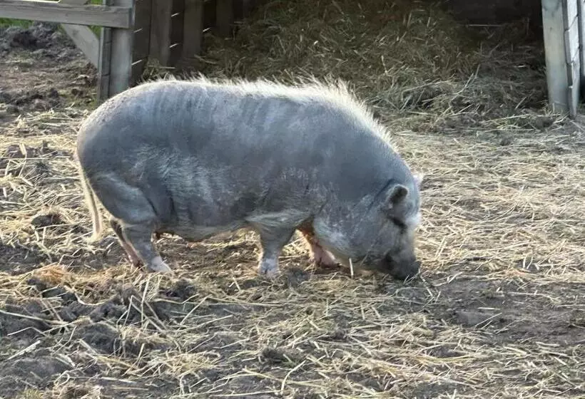 ベッドアンドブレックファースト Appelscha Aan De Diek