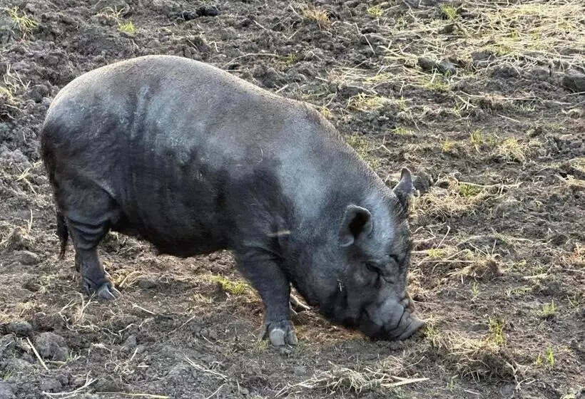 ベッドアンドブレックファースト Appelscha Aan De Diek