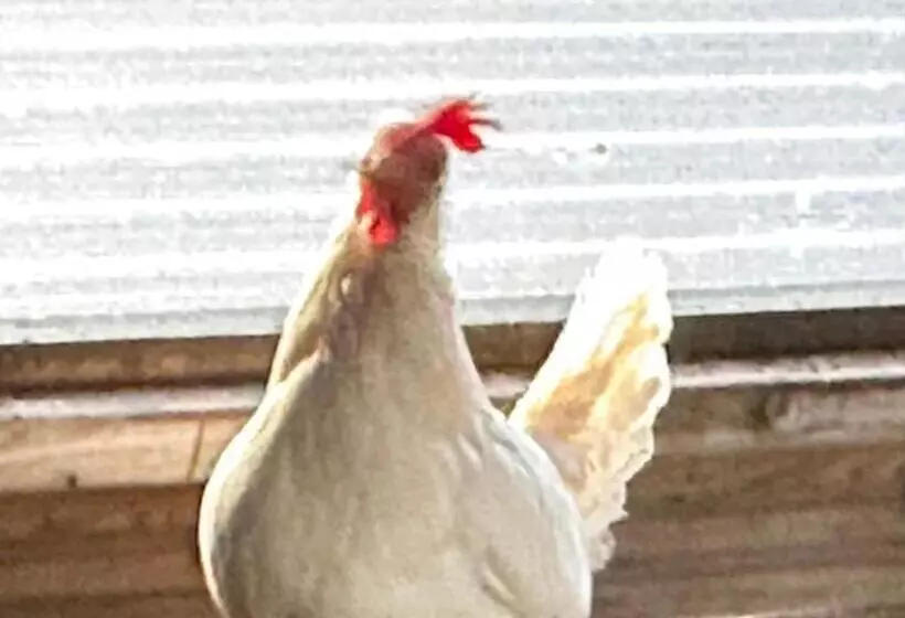 ベッドアンドブレックファースト Appelscha Aan De Diek