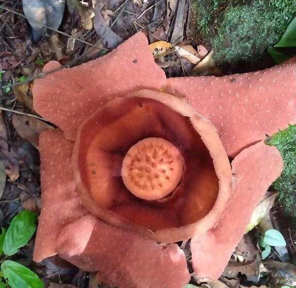 פנסיון Bukit Lawang Adventum