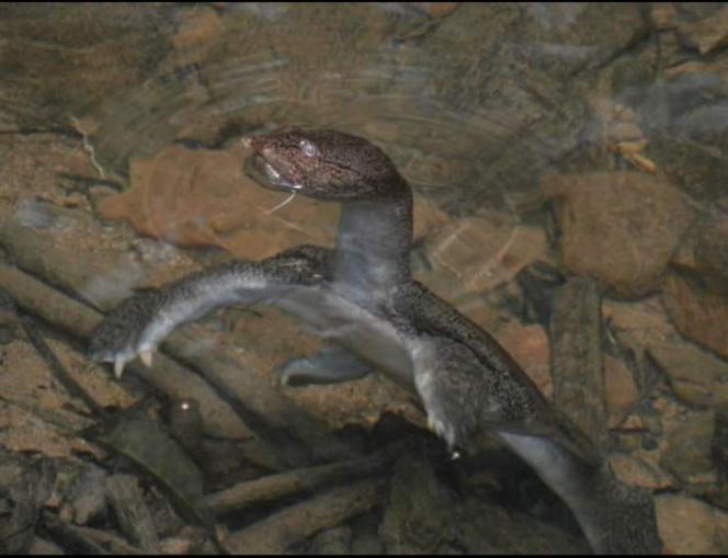 פנסיון Bukit Lawang Adventum