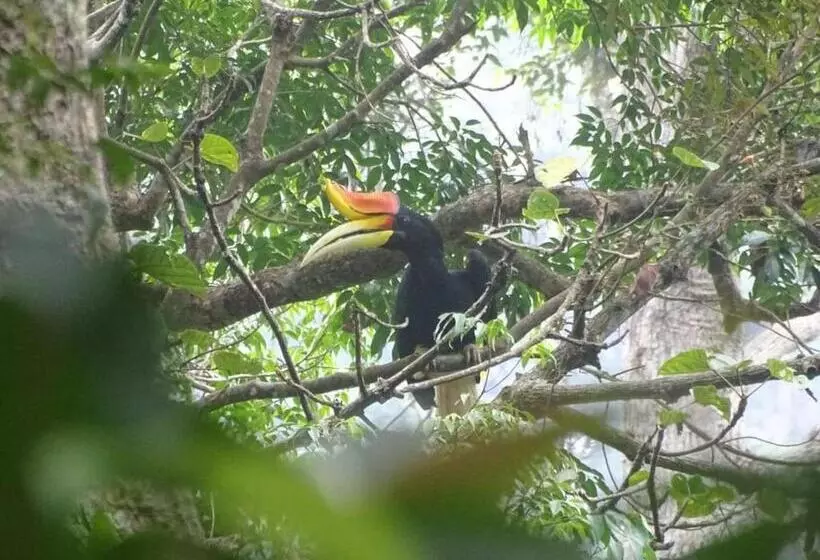 Majatalo Bukit Lawang Adventum