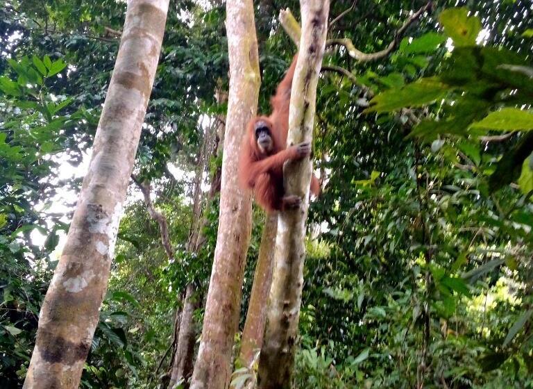 פנסיון Bukit Lawang Adventum