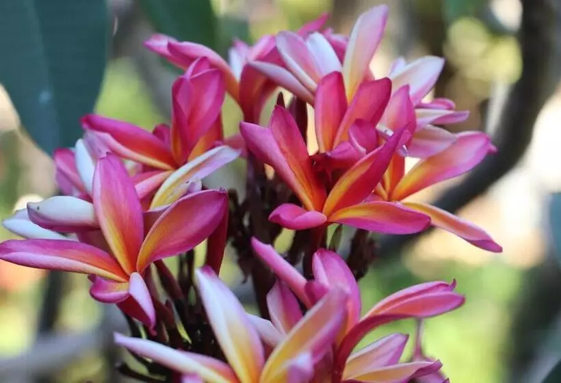 Majatalo Hostal Avareipua