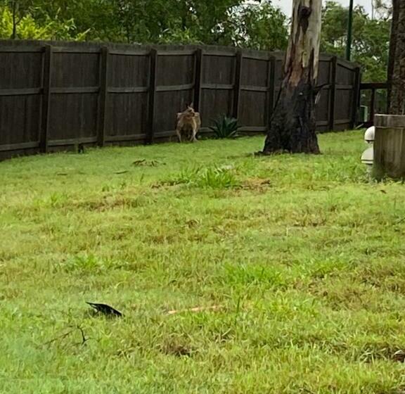 פנסיון Scenic Sunsets@tamborine