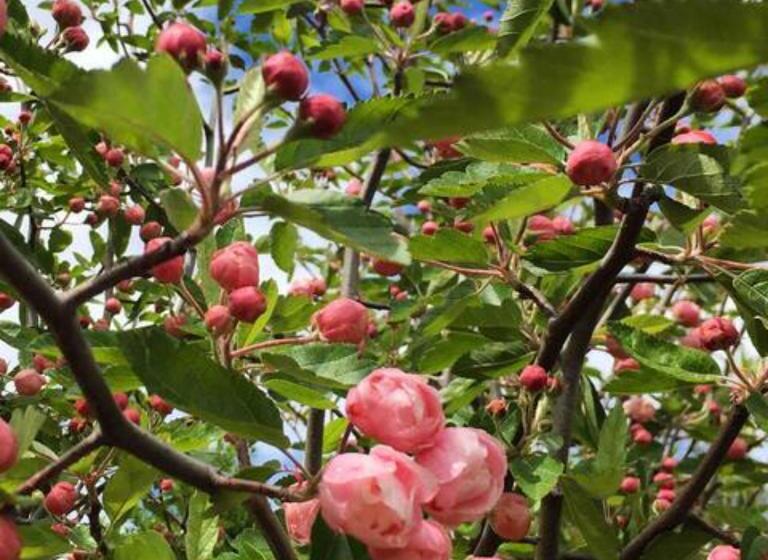 Bed and Breakfast Randell Cottage   Adelaide Hills   Cosy Rustic Hideaway