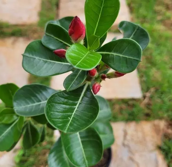 ユースホステル Colina Da Canastra Pousada