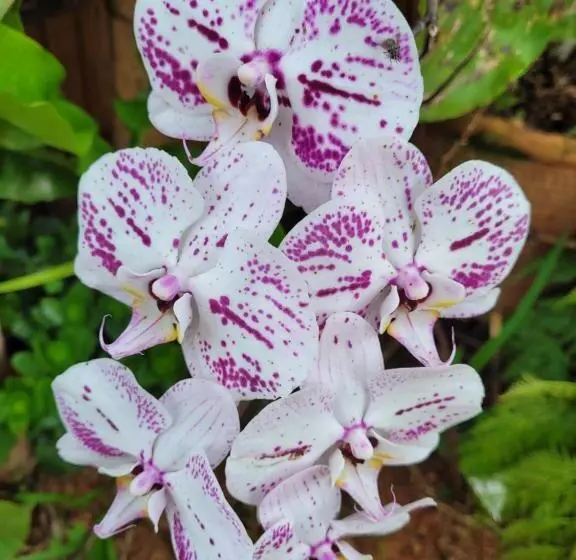 ユースホステル Colina Da Canastra Pousada