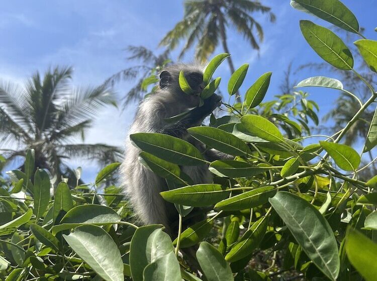 ホテル Kivuli Beach Resort Paje