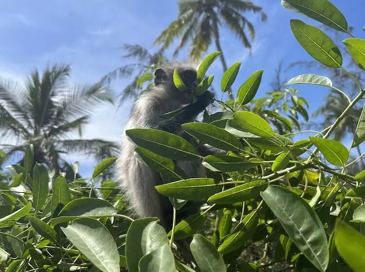 ホテル Kivuli Beach Resort Paje