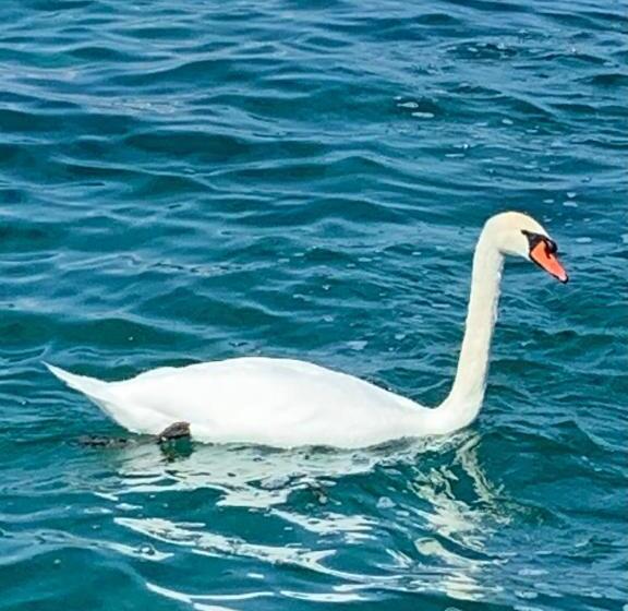 پانسیون La Romély