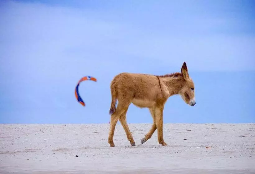 リゾートホテル Beekite Wind Village