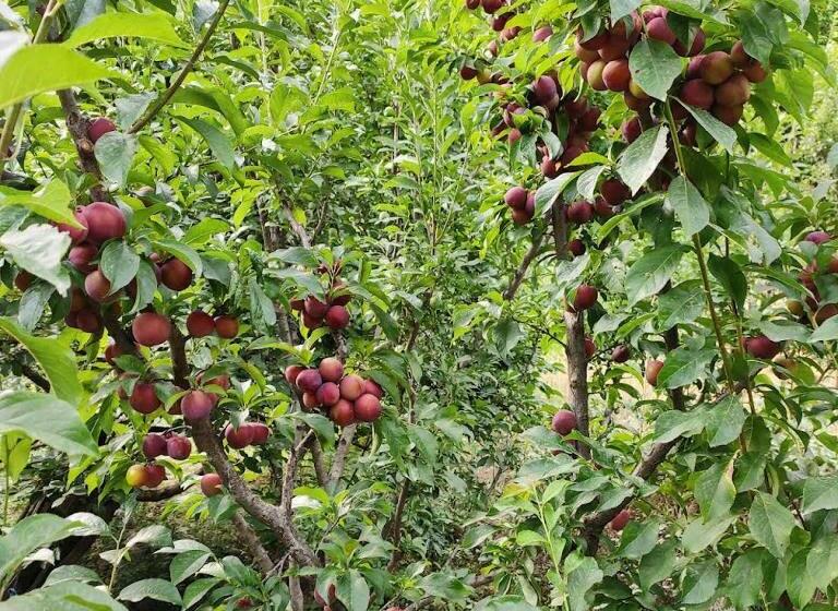 Rrr Villas Tirthan Valley By Rrr Hotels & Resorts