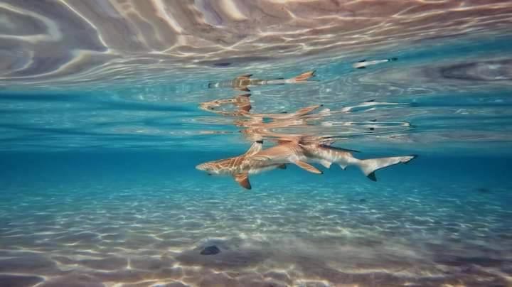 ホテル Ok2 Mamajim Bungalows