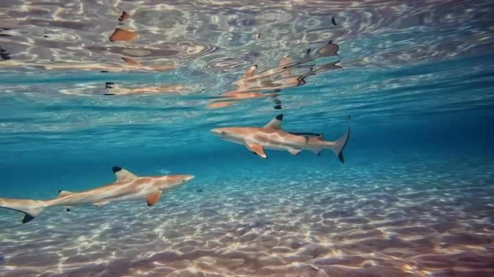 ホテル Ok2 Mamajim Bungalows