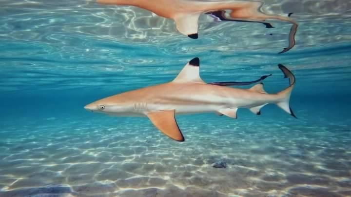 ホテル Ok2 Mamajim Bungalows