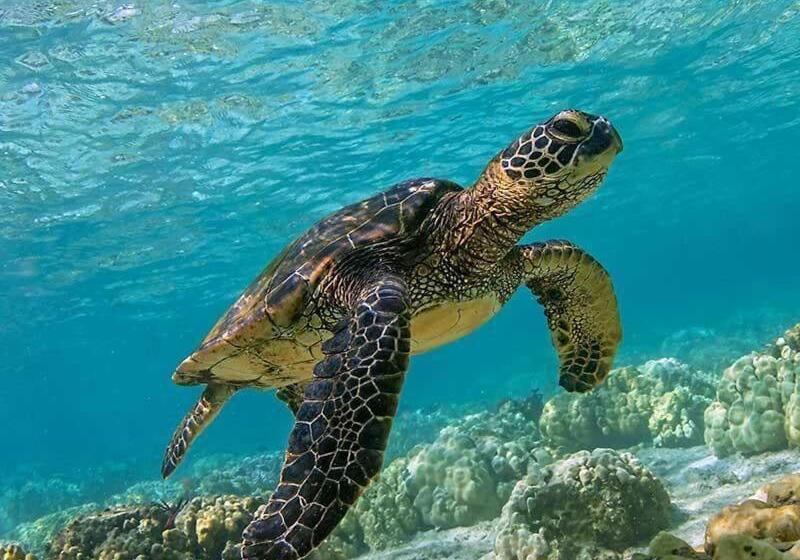 ホテル Ok2 Mamajim Bungalows