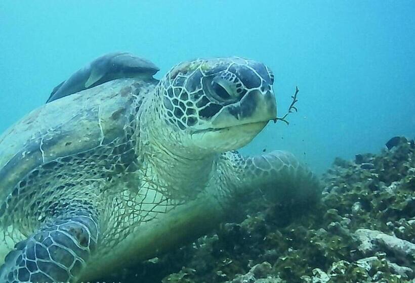 ホテル Ok2 Mamajim Bungalows