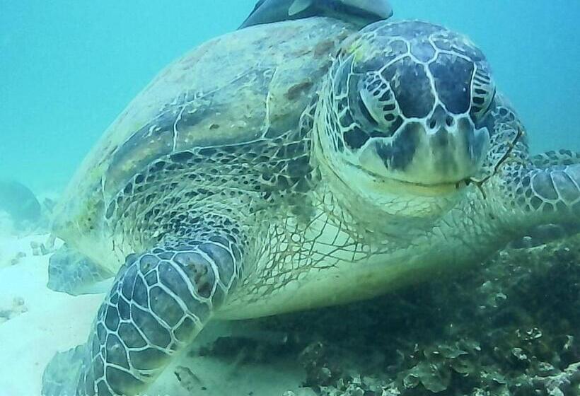 ホテル Ok2 Mamajim Bungalows