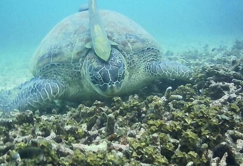 ホテル Ok2 Mamajim Bungalows