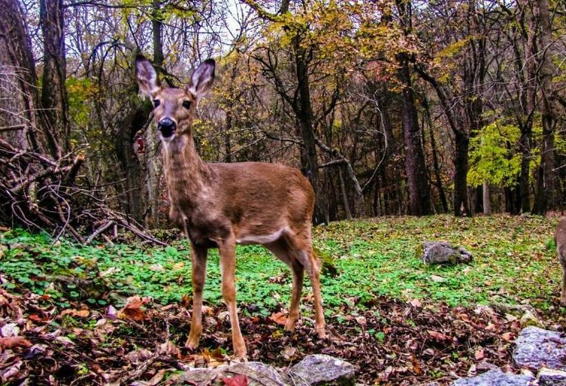 5 Ojo Inn Bed And Breakfast