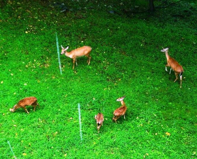 5 Ojo Inn Bed And Breakfast