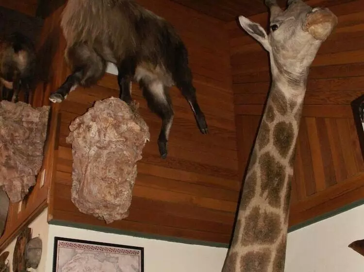 Bed and Breakfast Whitebird Summit Lodge