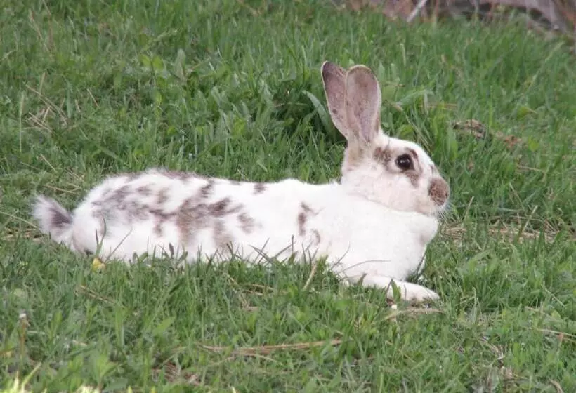 Bed and Breakfast Whitebird Summit Lodge