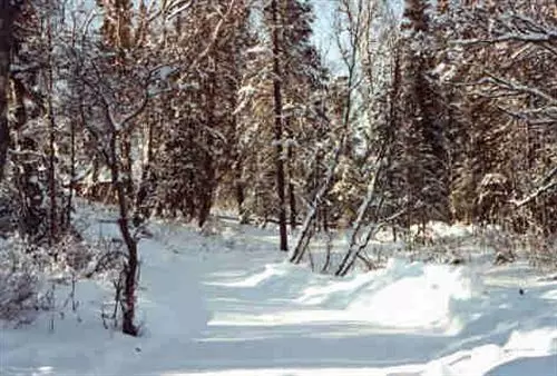 ベッドアンドブレックファースト Daniels Lake Lodge Cabins